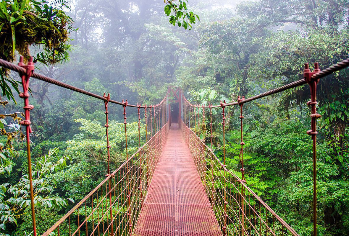 Exotic birds flying through Costa Rica’s rainforest canopy 