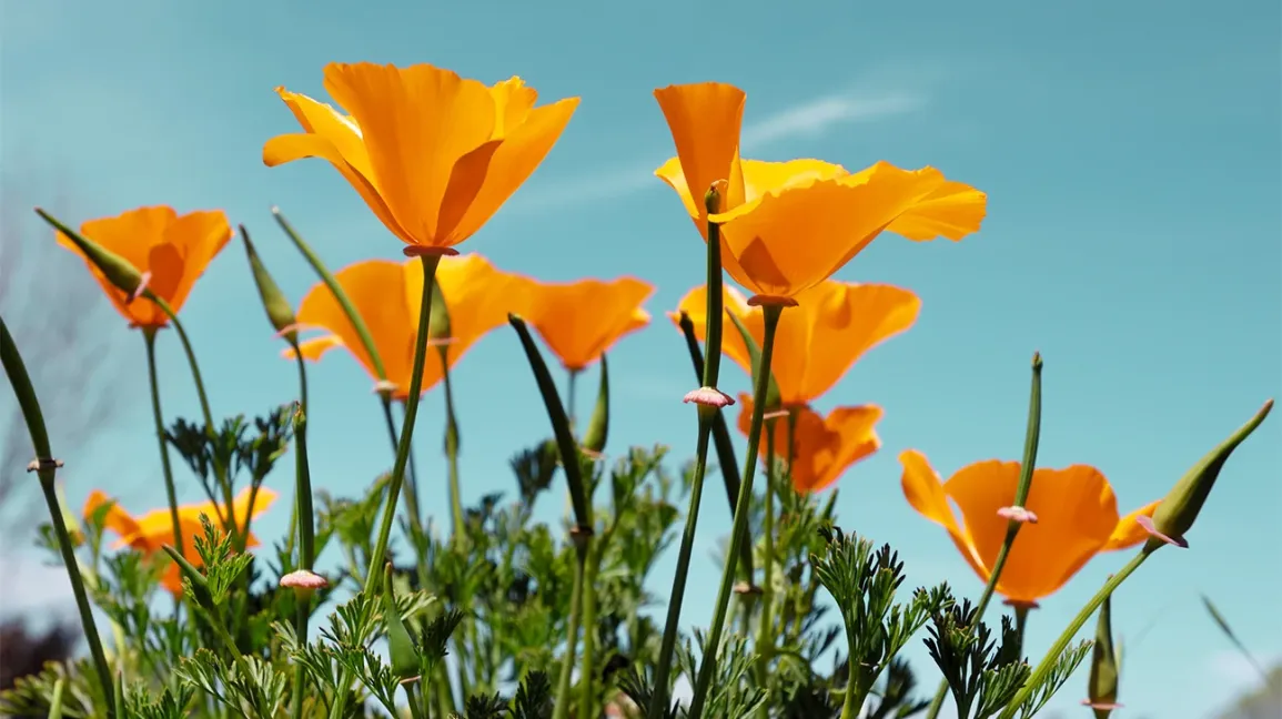 Manfaat California Poppy di Industri Herbal