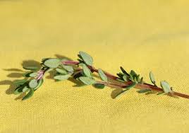 Thyme Leaf