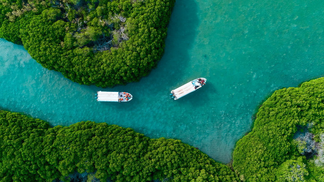 Mangrove forest along the coastline of Farasan Islands 