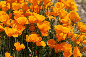 California Poppy