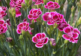 Dianthus caryophyllus