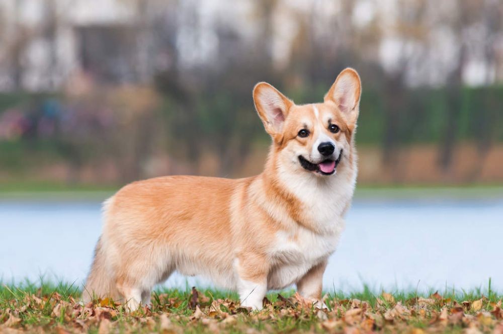 Pembroke Welsh Corgi