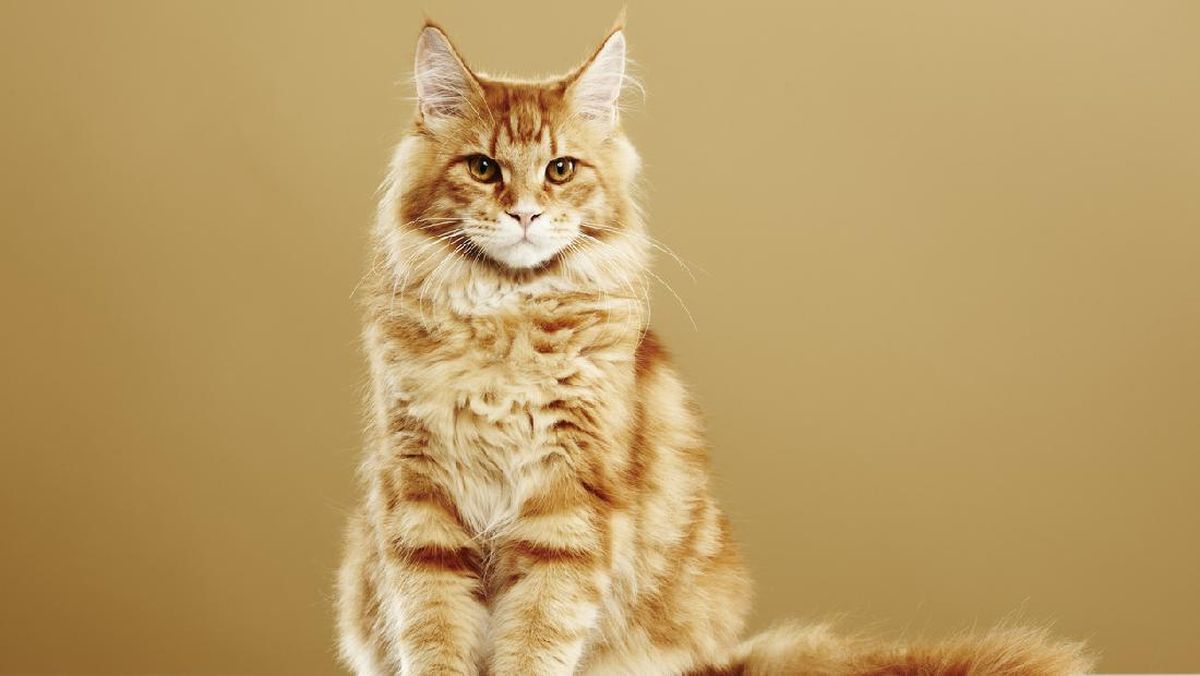 potret kucing maine con