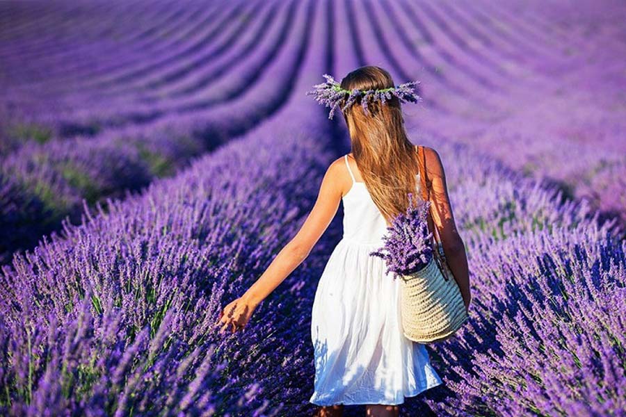 Bunga Lavender