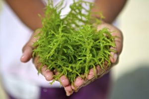 Rumput Laut yang Bisa Bikin Sehat dan Ketagihan