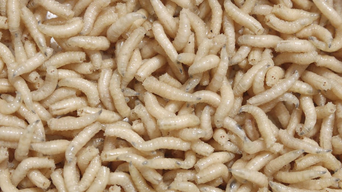 Larva Pemakan Daging