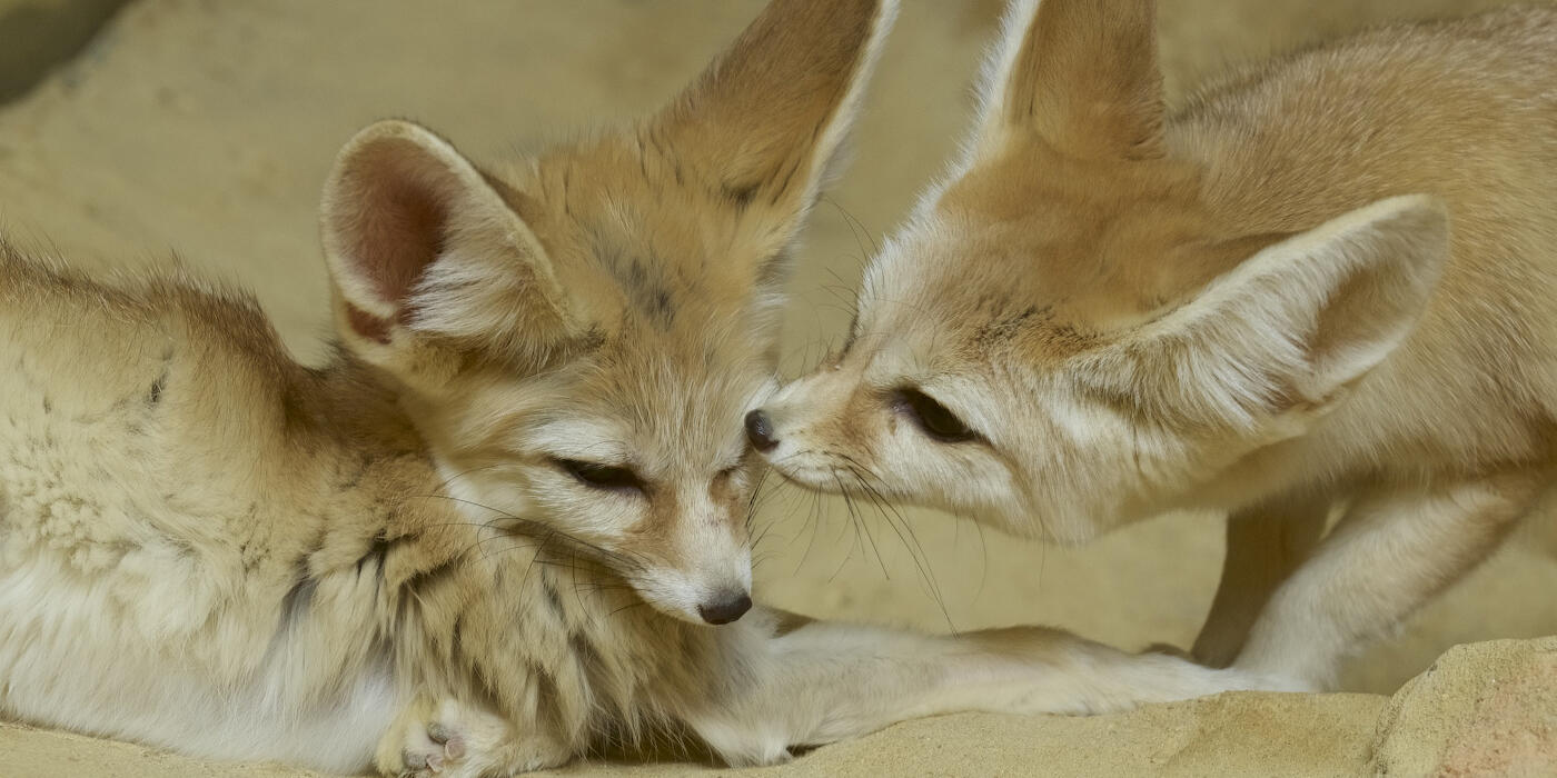 Rubah Fennec