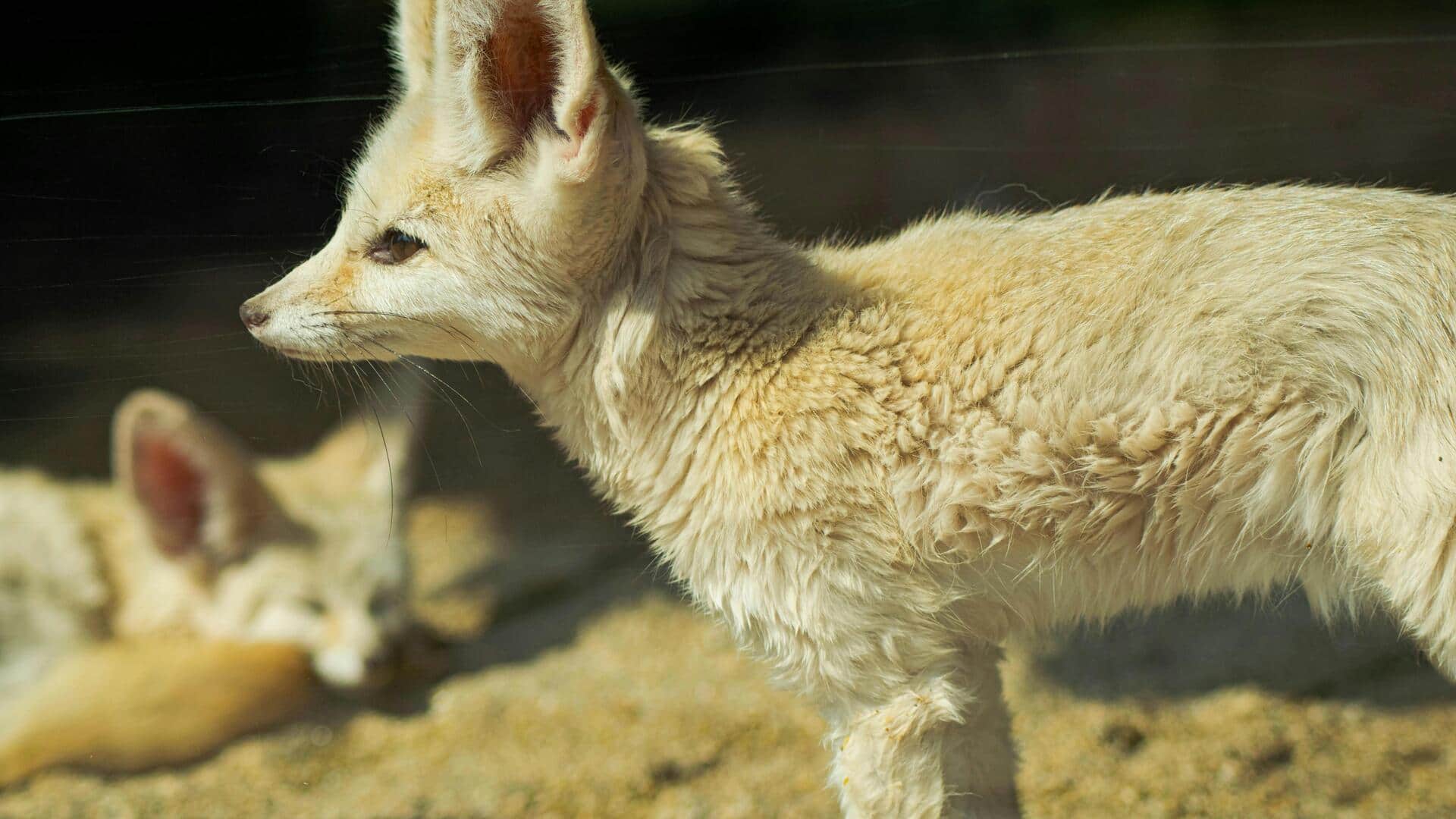 Rubah Fennec