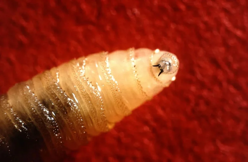 Larva Pemakan Daging