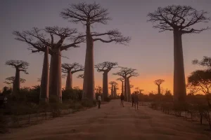 Baobab Avenue: Jalan Legendaris Menuju Keabadian di Tanah Madagaskar