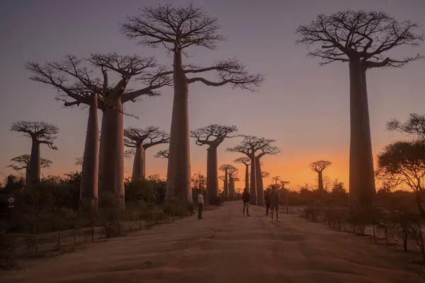 Baobab Avenue
