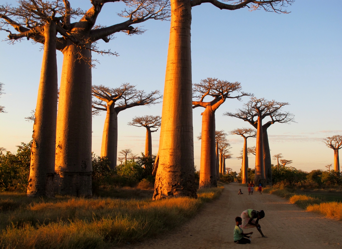 Baobab Avenue