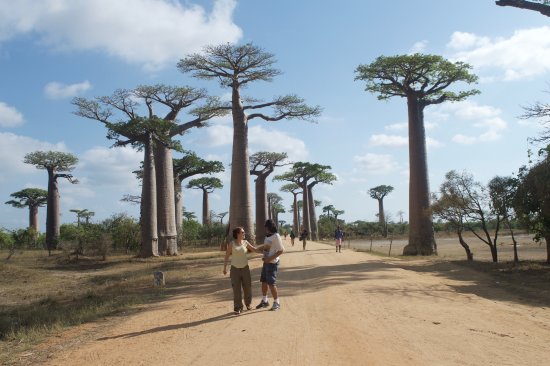 Baobab Avenue