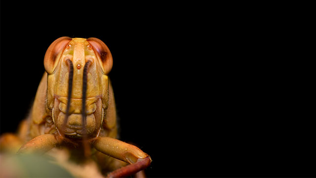 Ciri Lingkungan Favorit Belalang Kayu