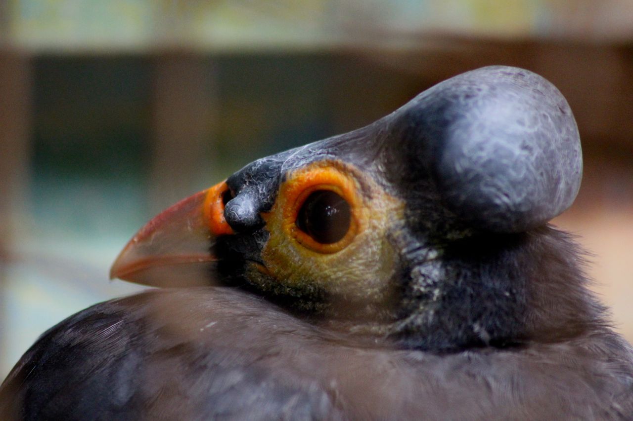 Maleo Senkawor sulawesi