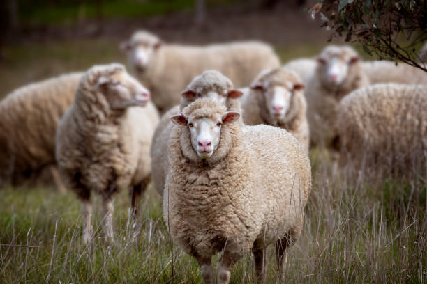 Asal Usul Domba Merino yang Mendunia