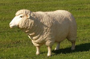 Domba Merino dan Keunggulannya Dibanding Domba Lain