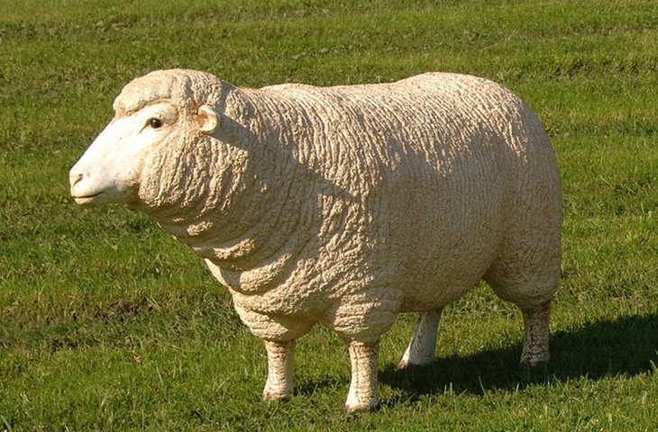 Domba Merino