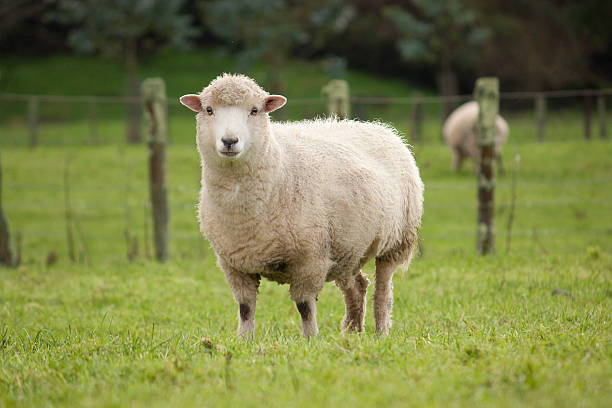 Tantangan Memelihara Domba Merino