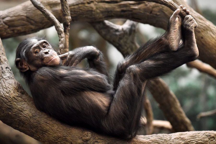 Bonobo