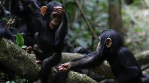 Bonobo, Primata Cerdas yang Mengajarkan Arti Kedamaian dan Kepedulian