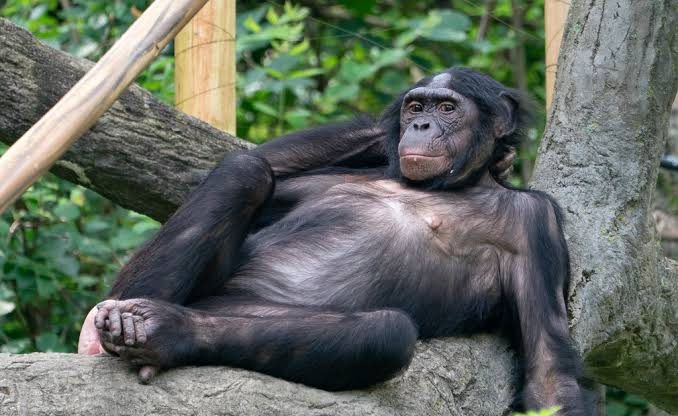 Bonobo