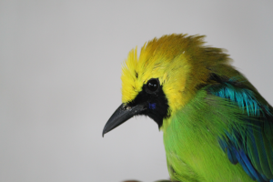 Cucak Ijo, Burung Andalan di Setiap Kicauan